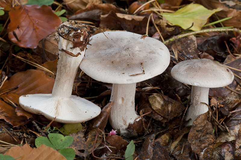 Clitocybe nebularis